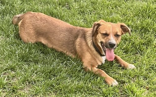 WALTER - Dachshund for adoption in Omaha