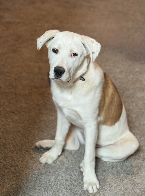 MILLIE - Labrador Retriever / Terrier for adoption in Omaha
