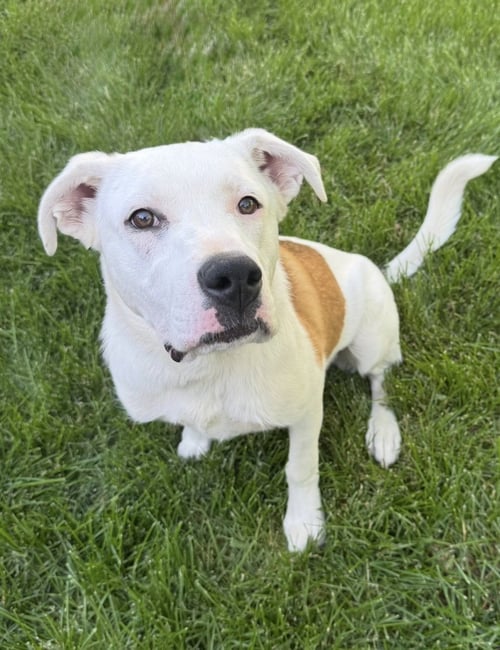 MILLIE - Labrador Retriever / Terrier for adoption in Omaha