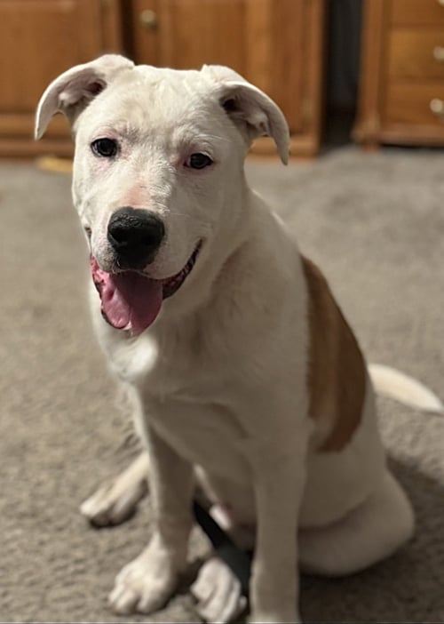 MILLIE - Labrador Retriever / Terrier available for adoption