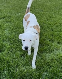 Millie - Photo 3
