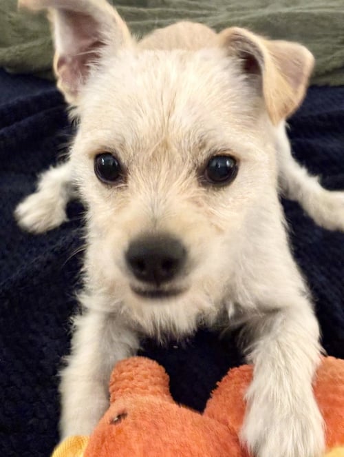 COSMO - Terrier / Maltese for adoption in Omaha