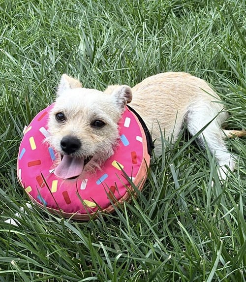 COSMO - Terrier / Maltese available for adoption