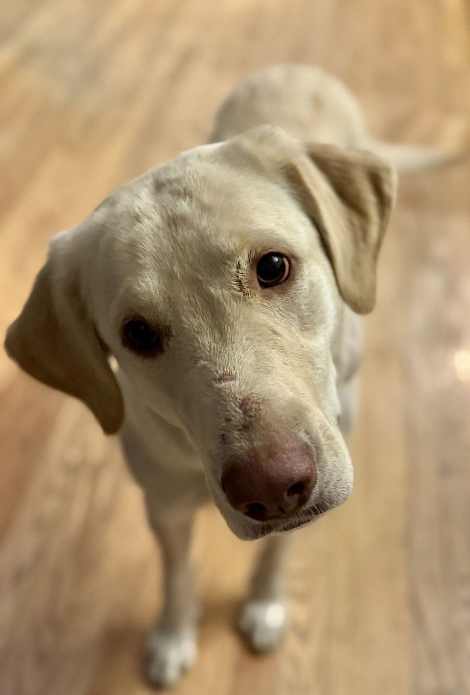 WILLOW - Labrador Retriever available for adoption