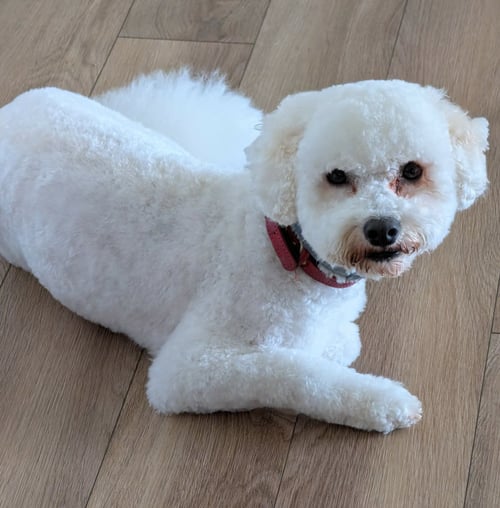CHARLIE - Bichon Frise for adoption in Omaha