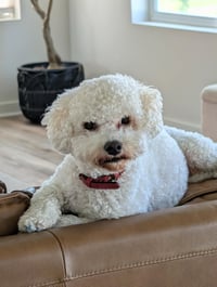 Charlie - Photo 4