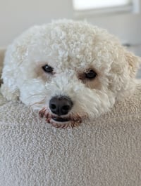 Charlie - Photo 2