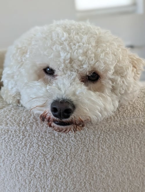 CHARLIE - Bichon Frise available for adoption