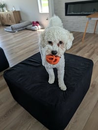 Charlie - Photo 3