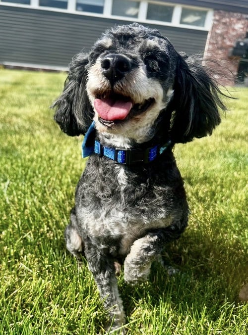 BOOTS - Poodle (Toy) for adoption in Omaha