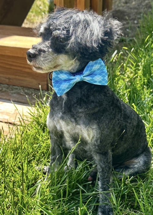 BOOTS - Poodle (Toy) available for adoption