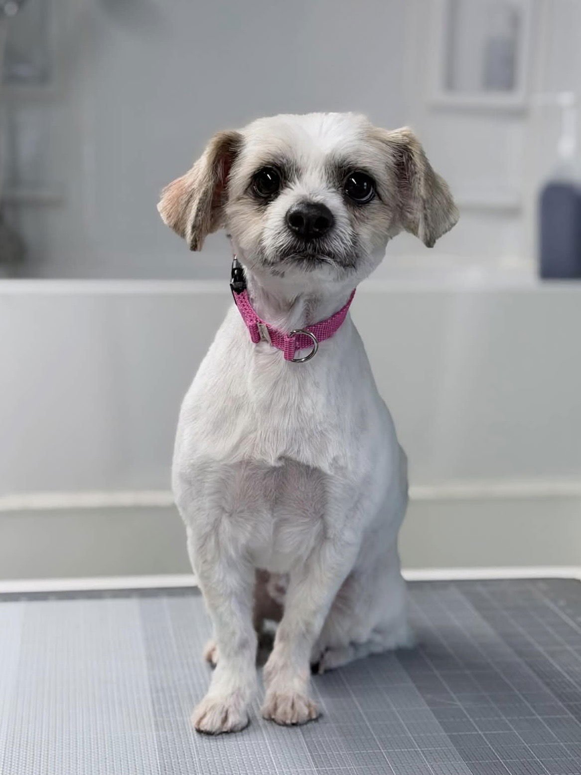 LEONARDO - Maltese / Shih Tzu available for adoption