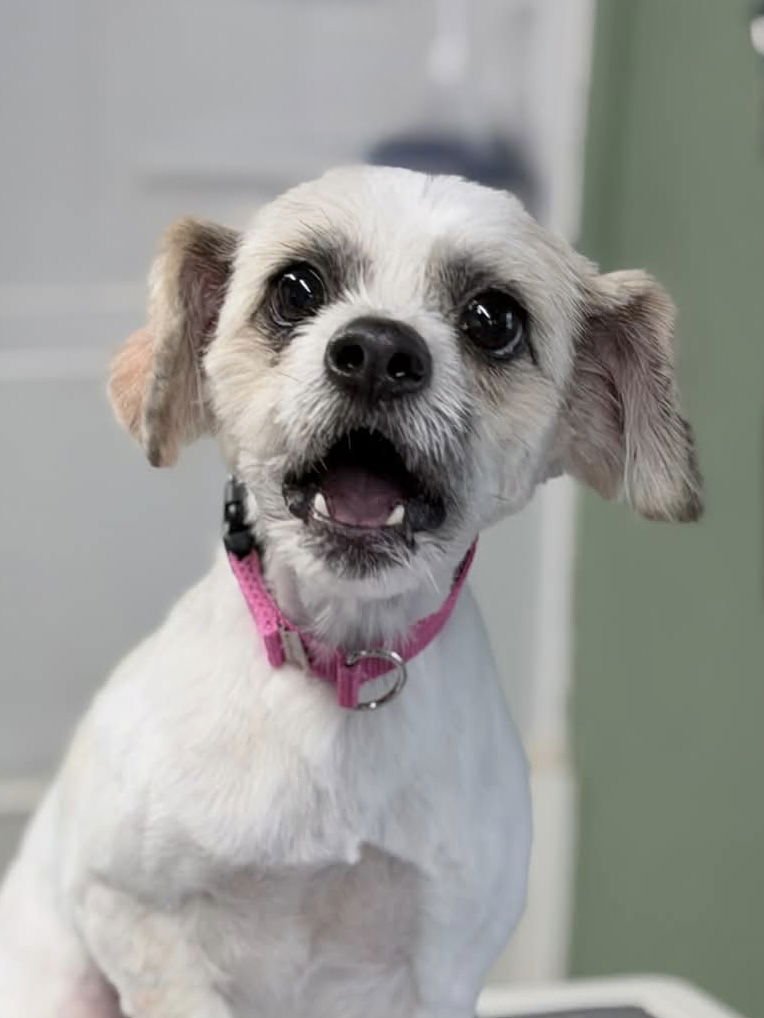 LEONARDO - Maltese / Shih Tzu available for adoption