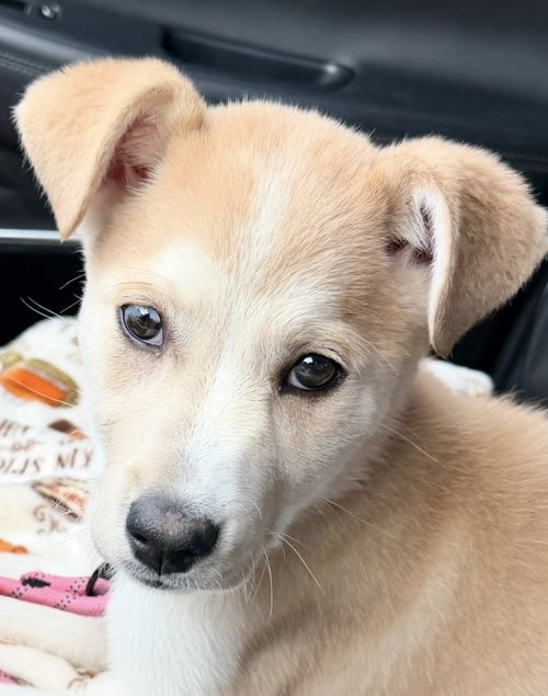 MARLEE - Husky / Labrador Retriever for adoption in Omaha