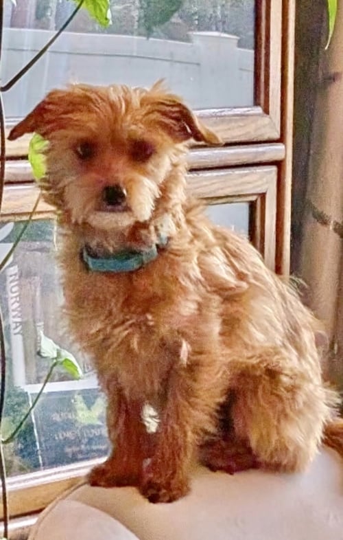 CINNAMON - Chihuahua / Poodle (Miniature) for adoption in Omaha