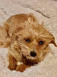 Cinnamon - Photo 4