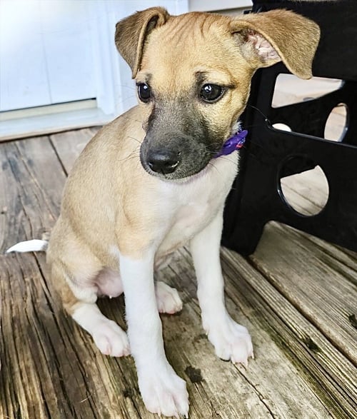 CHLOE - Jack Russell Terrier / Chihuahua available for adoption