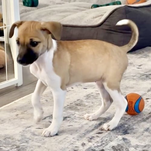 CHLOE - Jack Russell Terrier / Chihuahua for adoption in Omaha