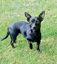 Tootie - Photo 2