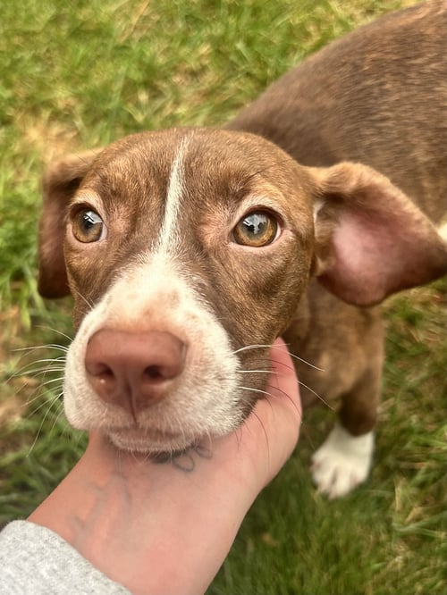 MATILDA - Beagle / Boston Terrier available for adoption