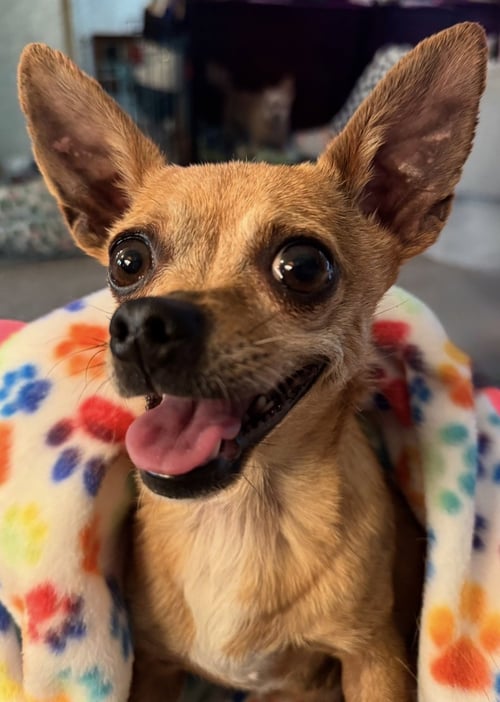 TINA - Chihuahua available for adoption