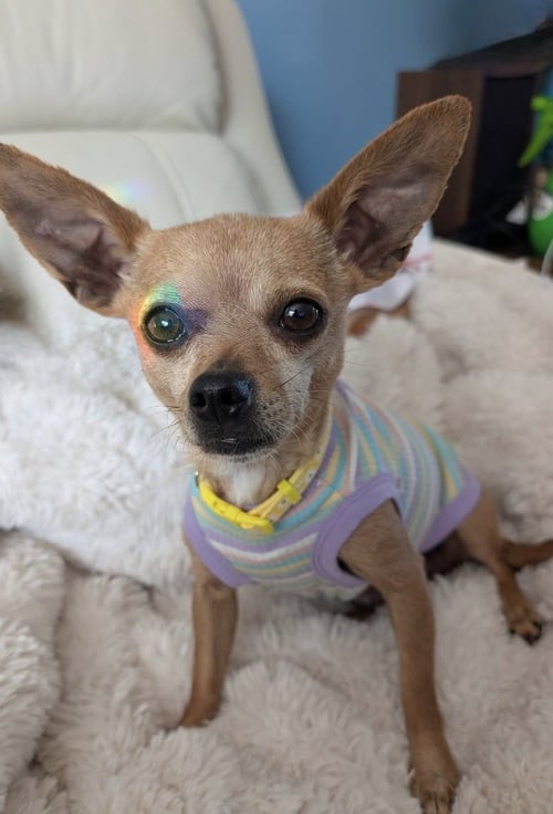 TINA - Chihuahua for adoption in Omaha