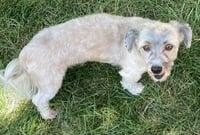 Scout - Photo 3