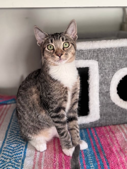 TOM (& CLARA-BELL) - Domestic Short Hair available for adoption