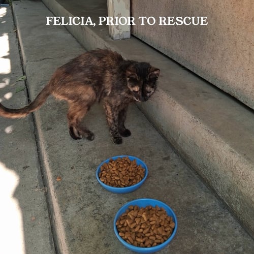 FELICIA - Domestic Short Hair available for adoption