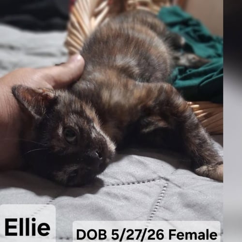 ELLIE (& MALCOLM) - Domestic Short Hair available for adoption