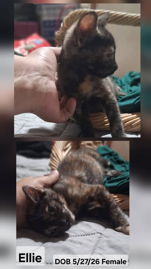 ELLIE (& MALCOLM) - Domestic Short Hair available for adoption