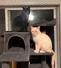 Miesha (& Lucky) - Photo 1