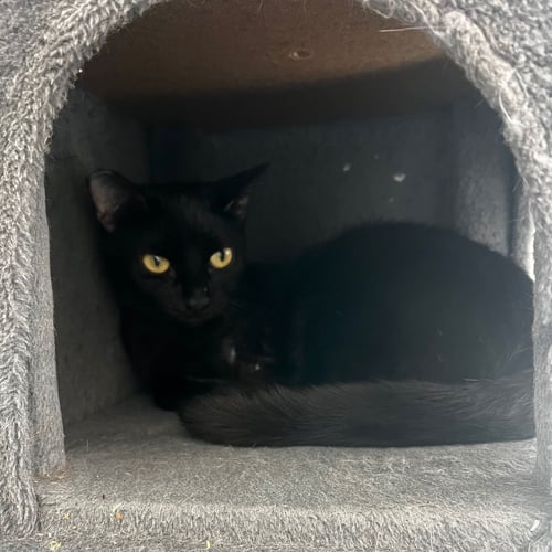 MIESHA (& LUCKY) - Domestic Short Hair available for adoption