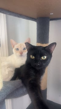 Miesha (& Lucky) - Photo 5