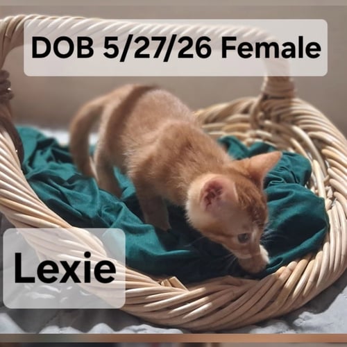 LEXIE (& MAISIE) - Domestic Short Hair available for adoption