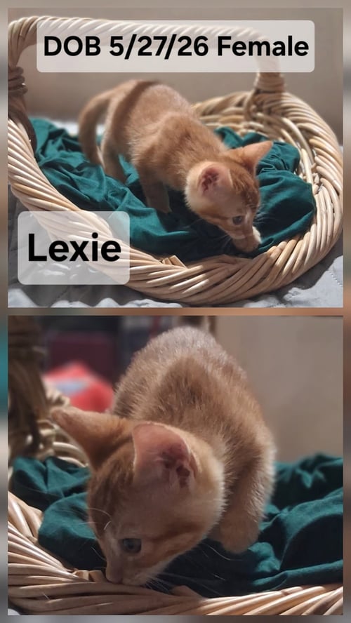LEXIE (& MAISIE) - Domestic Short Hair available for adoption