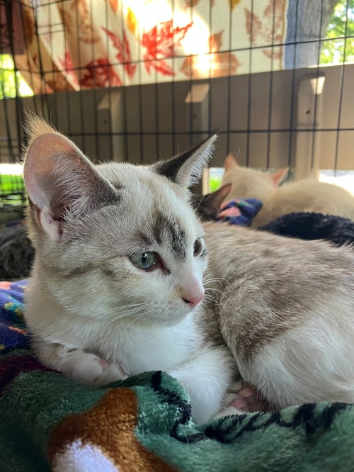 ASHLEY (& ASH) - Domestic Short Hair available for adoption