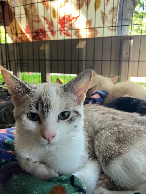 ASHLEY (& ASH) - Domestic Short Hair available for adoption