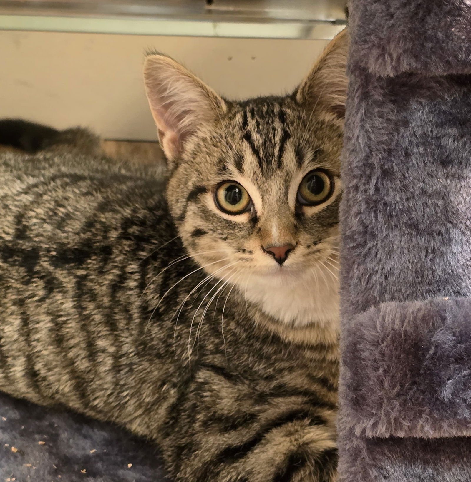 SCAMP - Domestic Short Hair available for adoption