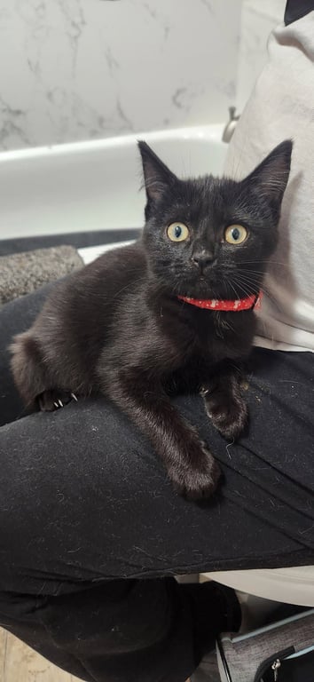 Kunai (& Mochi) Image
