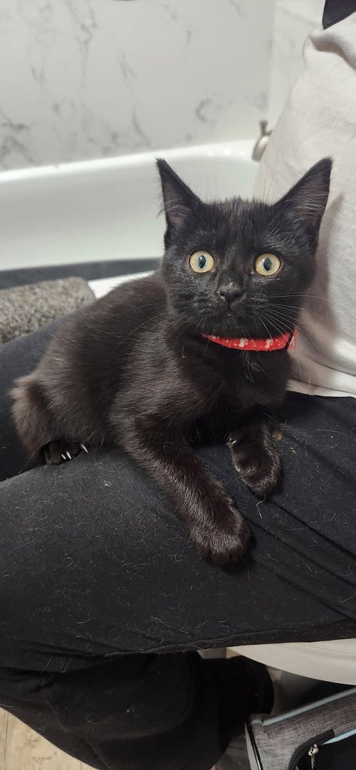 KUNAI (& MOCHI) - Domestic Short Hair available for adoption