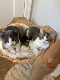Tuna (& Tofu) - Photo 4