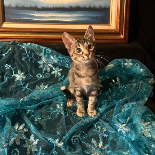 LUCKY (& GUMDROP) - Domestic Short Hair available for adoption