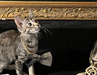 Lucky (& Gumdrop) - Photo 2