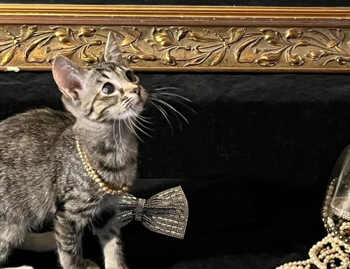 LUCKY (& GUMDROP) - Domestic Short Hair available for adoption