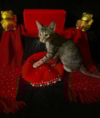 Lucky (& Gumdrop) - Photo 3