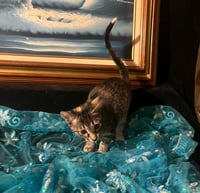 Lucky (& Gumdrop) - Photo 4