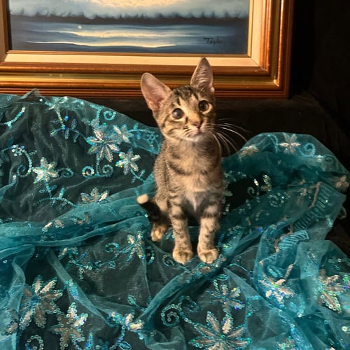 LUCKY (& GUMDROP) - Domestic Short Hair available for adoption