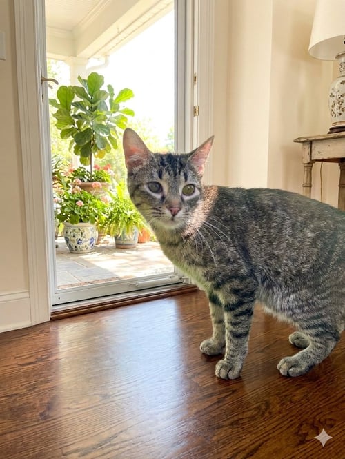 LUCKY (& GUMDROP) - Domestic Short Hair available for adoption