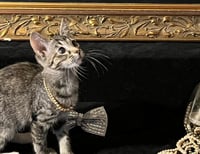 Lucky (& Gumdrop) - Photo 3